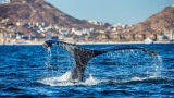 Guide To Whale Watching On Baja and Mexican Riviera Cruises