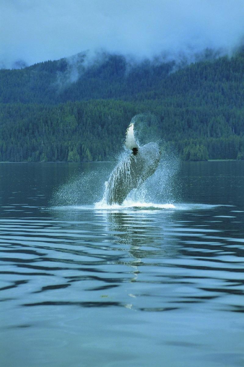 alaska breeching whale holland america line photo