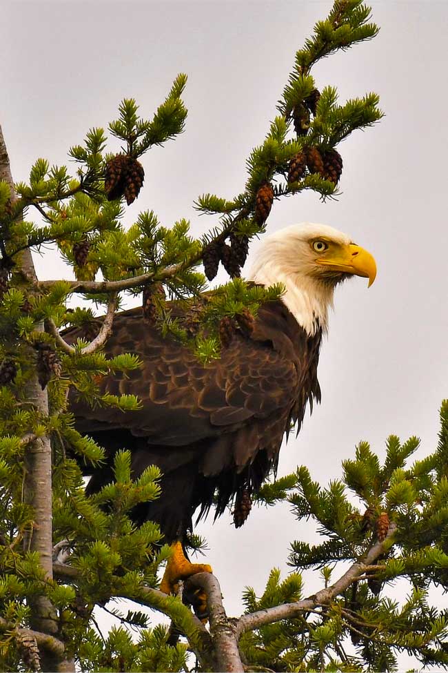bald eagle watching in washington state