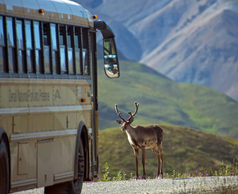 denali alaska caribou photographer andy newman