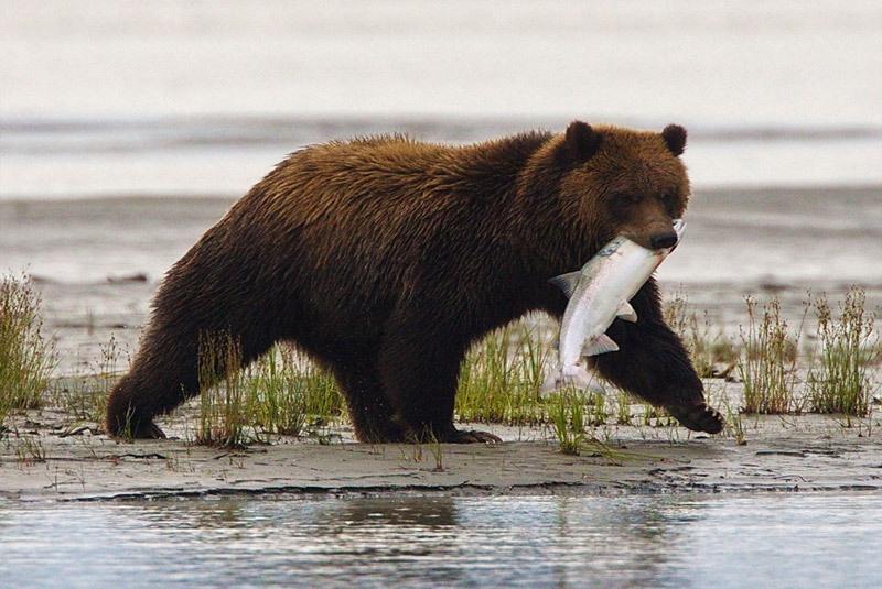 watching bears fish for salmon in alaska