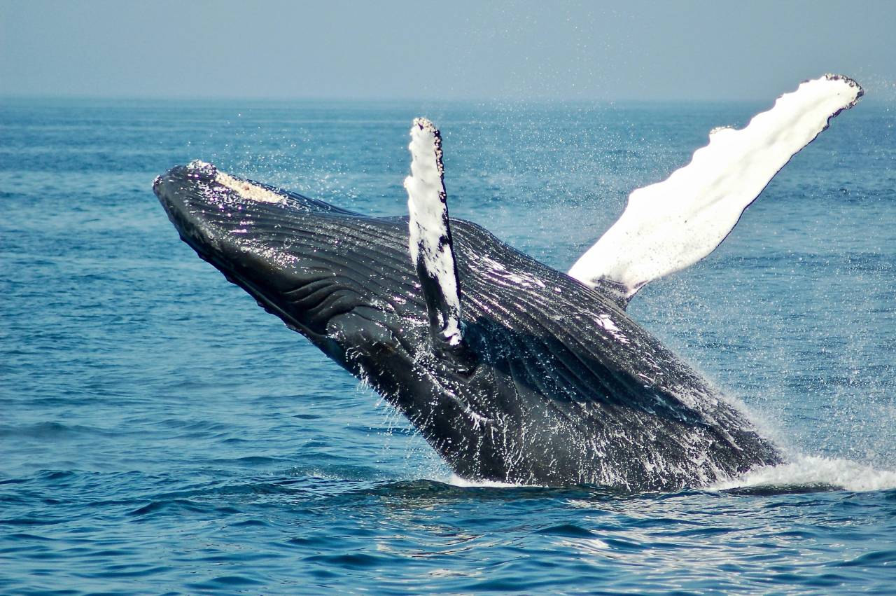 whale watching on a cruise