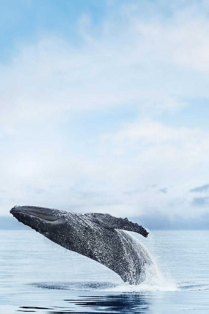 whale breaching in alaska