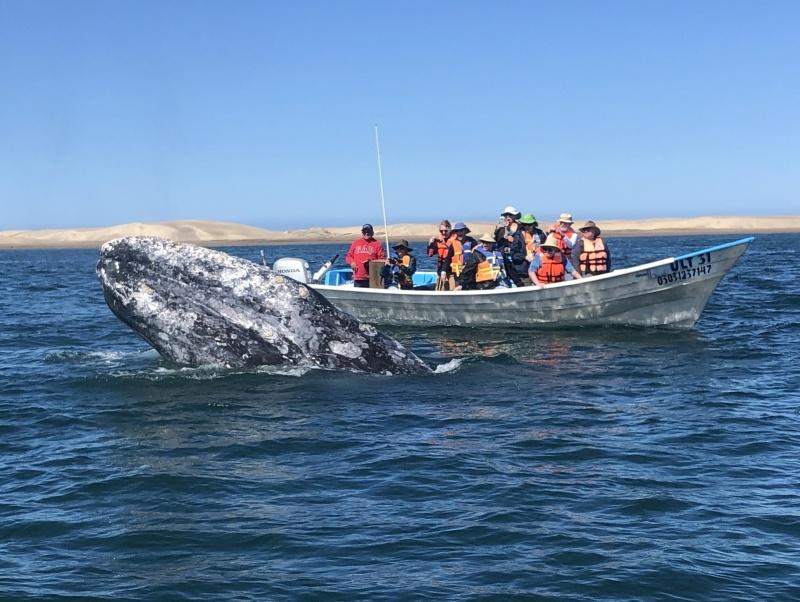 guests experiencing the grey whales of magdelena bay