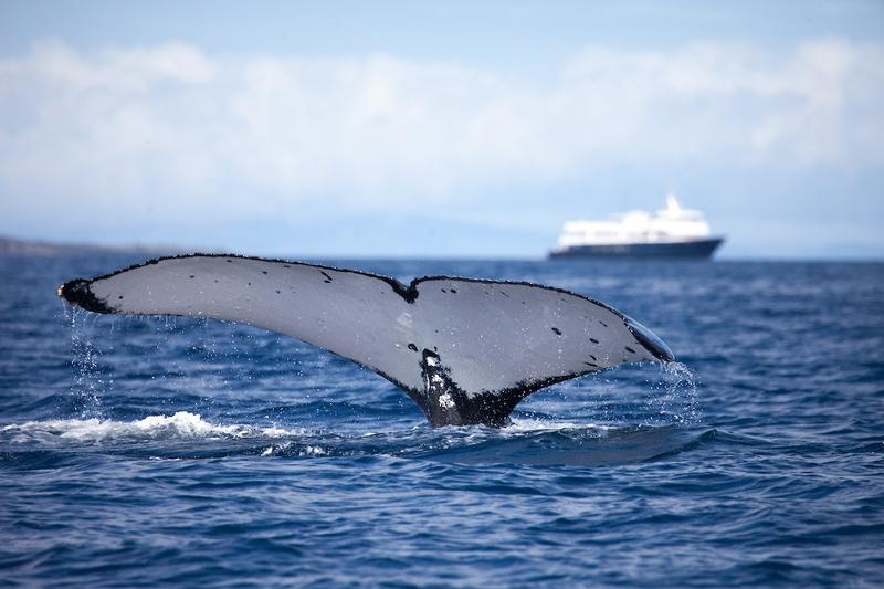 safari explorer and whale fluke