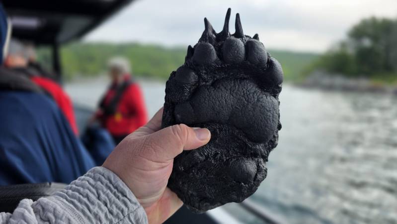 examining a bear paw during a boat tour on viking octantis in georgian bay