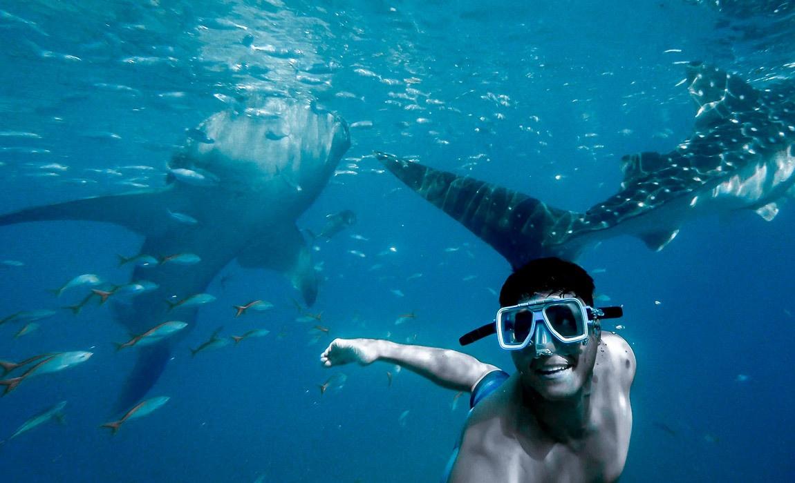 swimming with the whale sharks is a great snorkelign opportunity on a Mexican Riviera cruise