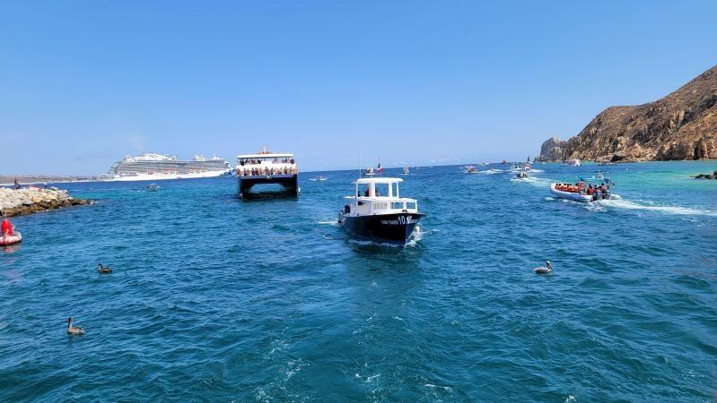 cabo san lucas whale watching excursions