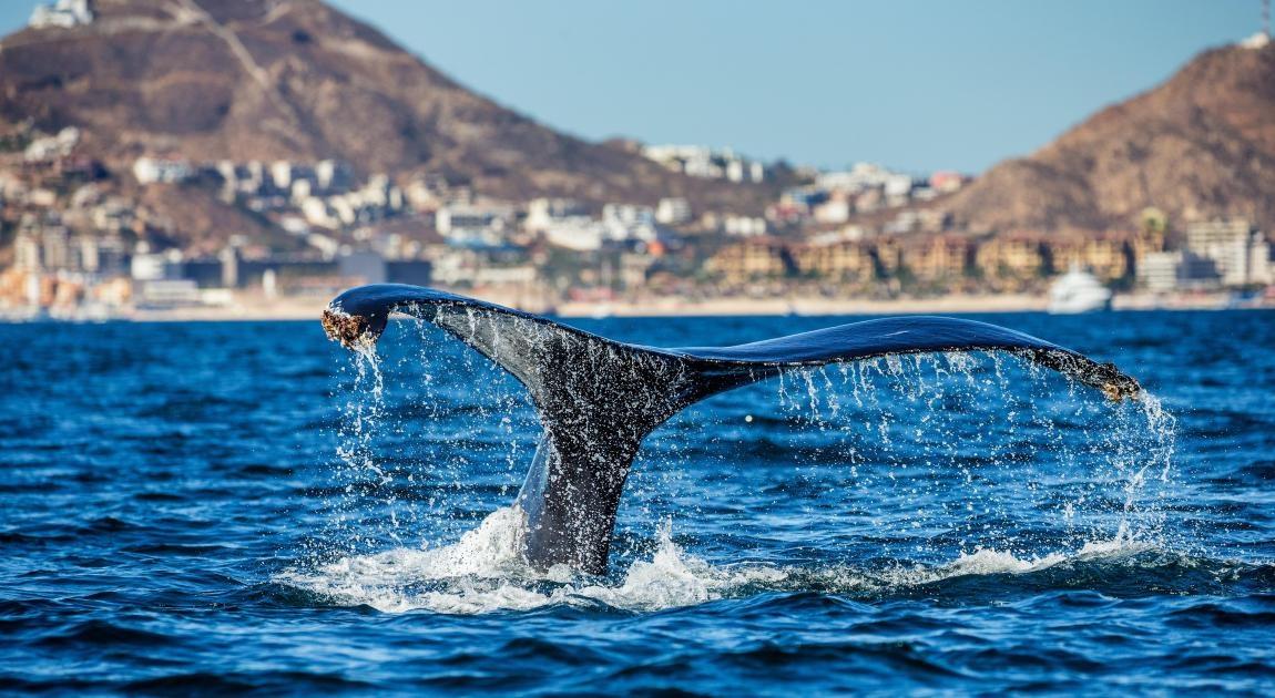 whale watching is best in Cabo during a mexican riviera cruise