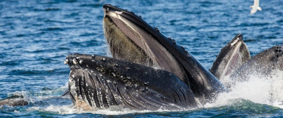 Wild Baja: 5 Must-Try Outdoor Excursions During Your Ensenada Cruise Stop