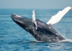 Six Best Places To Watch For Whales On Your Cruise Without Leaving The Ship