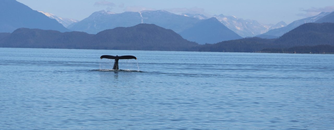 This Isn't A New Problem: What We Can Do To Help Cruise Ships Avoid Hitting Whales In Alaska
