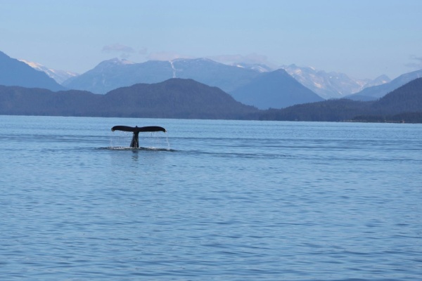This Isn't A New Problem: What We Can Do To Help Cruise Ships Avoid Hitting Whales In Alaska