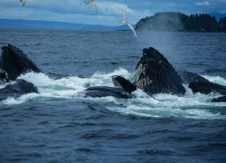 Alaska Cruise Guide To The Best Time To See Whales