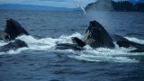 Alaska Cruise Whale Watching: Insider Strategies for Bucket List Wildlife Moments