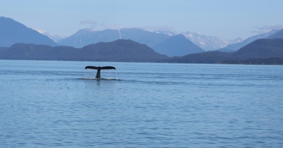 This Isn't A New Problem: What We Can Do To Help Cruise Ships Avoid Hitting Whales In Alaska