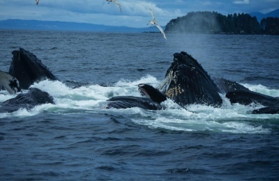 Alaska Cruise Guide To The Best Time To See Whales