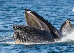 Wild Baja: 5 Must-Try Outdoor Excursions During Your Ensenada Cruise Stop