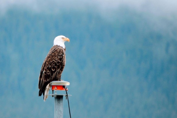 Things To Do In Seward Alaska On A Cruise Visit