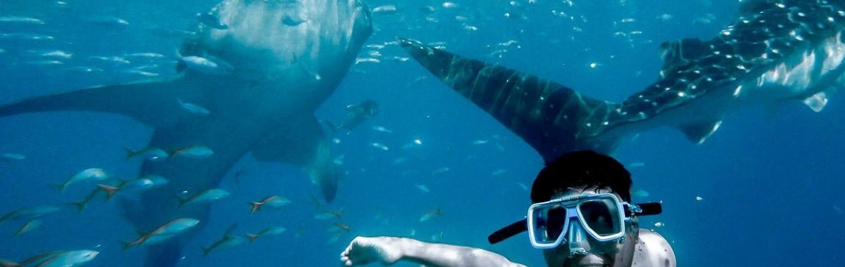 More Than Just Mexico - Here are Nine Places To Snorkel On Your Next West Coast Cruise