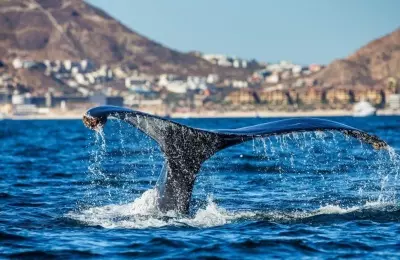 Guide To Baja Whale Watching On A Mexican Riviera Cruise