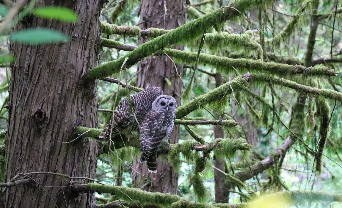 viewing owls and other wildlife while hiking on a Columbia River cruise