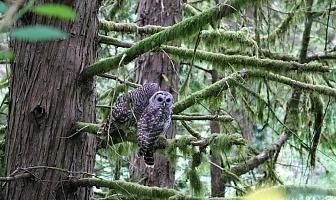 viewing owls and other wildlife while hiking on a Columbia River cruise