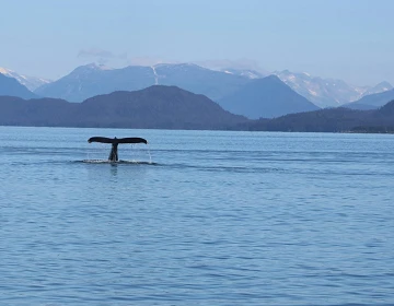 Humpback whale raising its tail fluke in calm Southeast Alaska water with forested islands and snowy mountains behind. Photo by Meg von Haartman on Unsplash